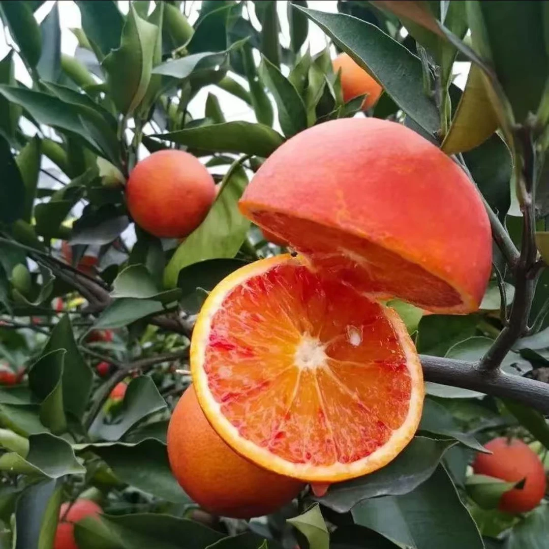 正宗新鲜玫瑰血橙资中塔罗科血橙四川血橙新鲜采摘发货MM