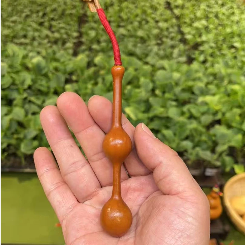 三庭葫芦苗+粗嘴葫芦苗+其它一种葫芦苗——