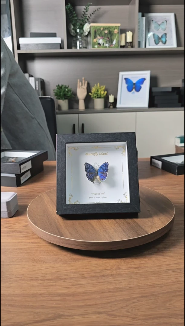 优雅眼蛱蝶真实蝴蝶标本