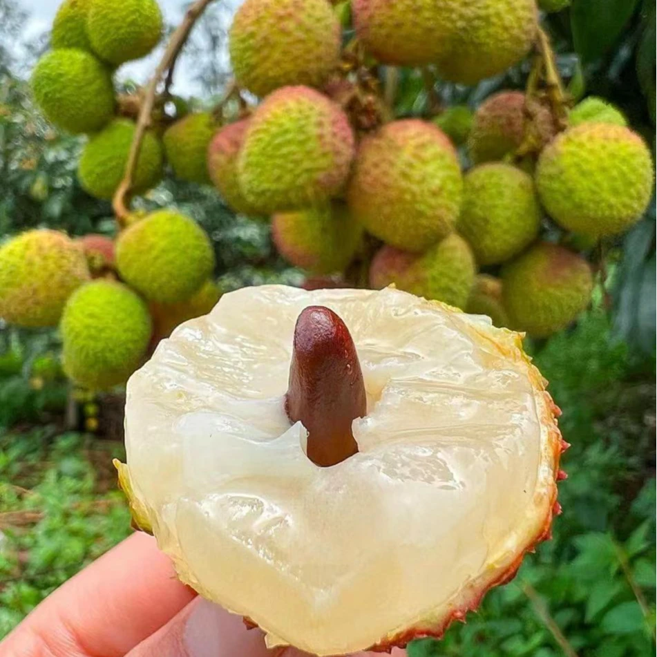 正宗高州妃子笑荔枝新鲜采摘皮薄肉厚清甜爽口当季水果非冷冻