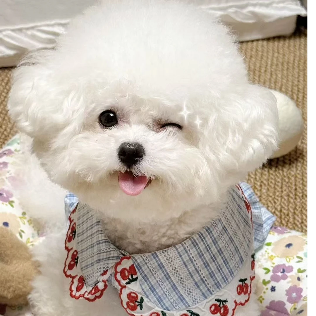 猫弟犬业比熊活体