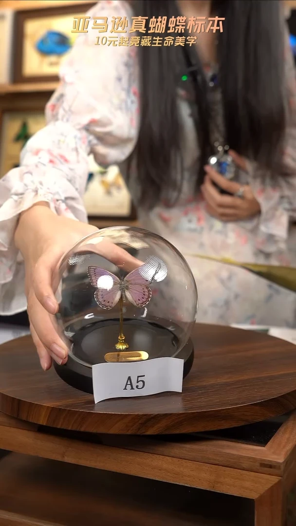 紫星蛱蝶玻璃罩款a5