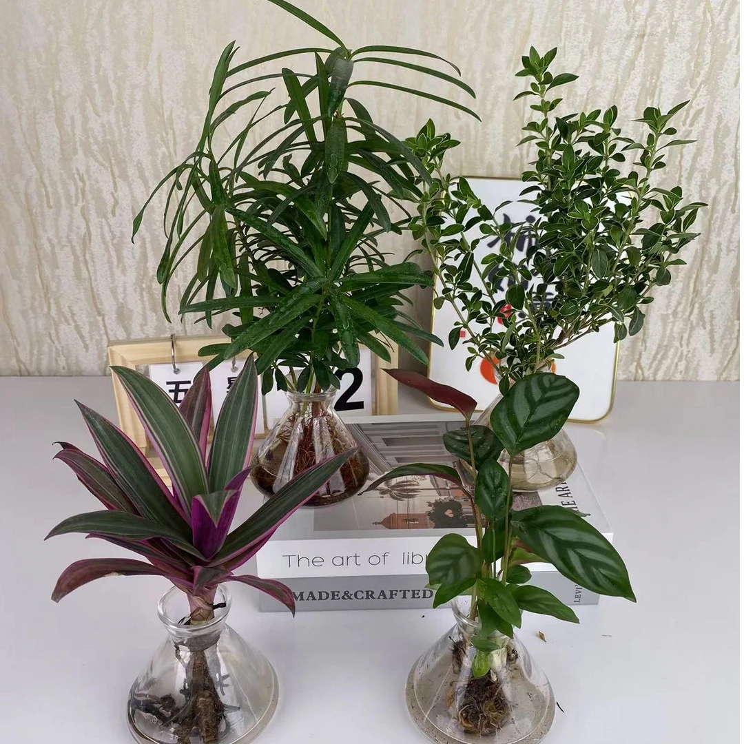 【拍1发4】彩虹竹芋富贵椰子飞羽水培绿植高级感好养美化家居盆栽