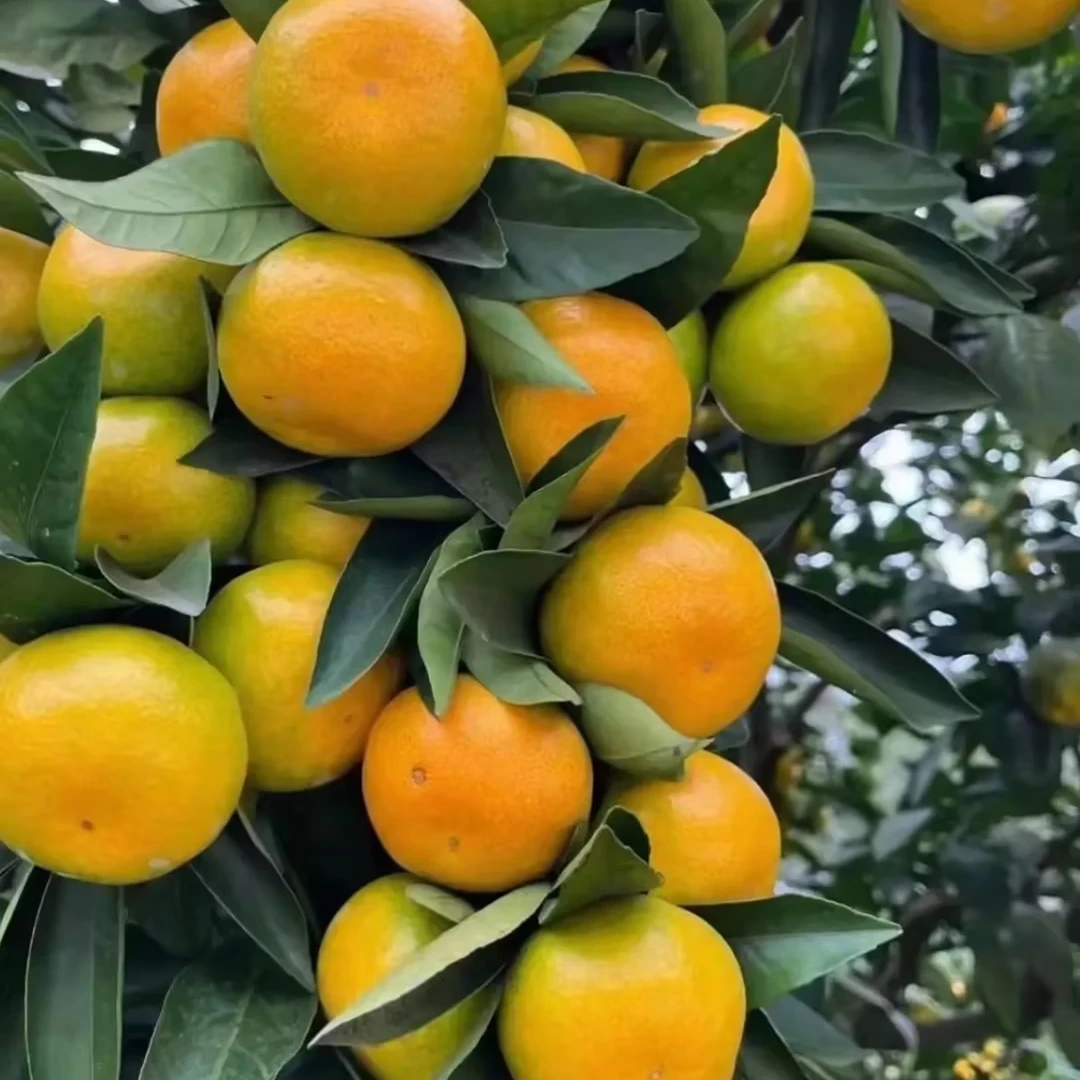 【中果】江西新余新鲜蜜桔橘子新余蜜桔
