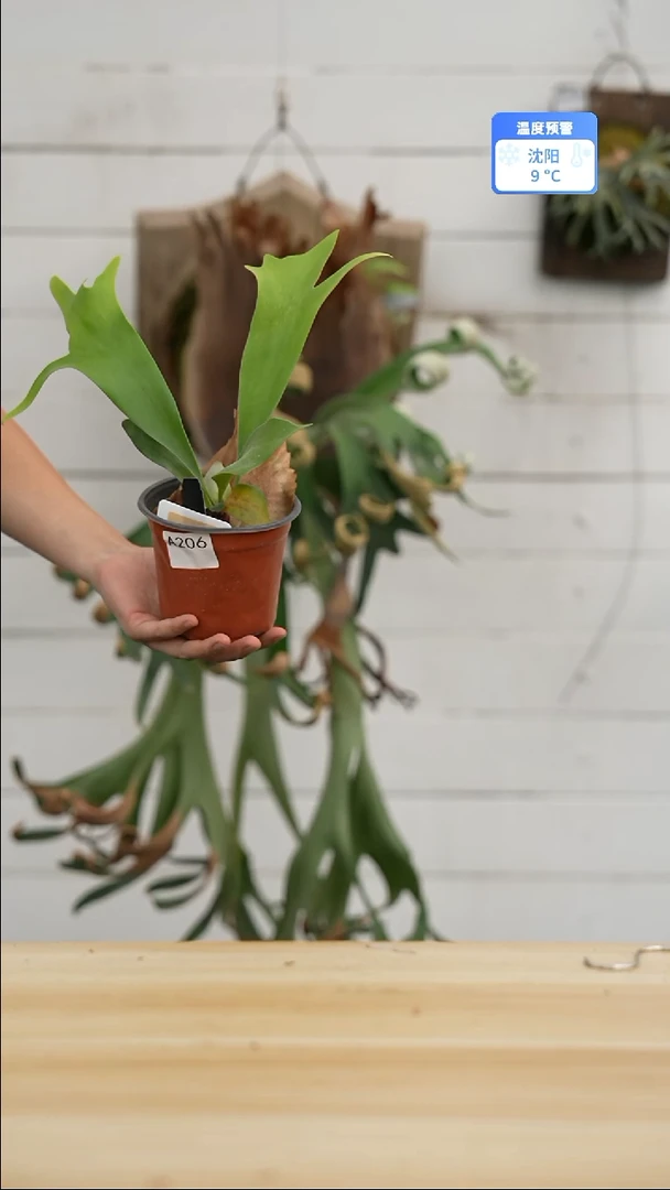 完全开放a206千手观音tc