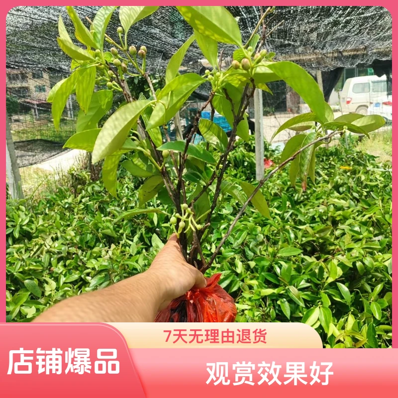 精选黑老虎果苗可盆栽地栽观赏植物绿植室内黑老虎藤批发