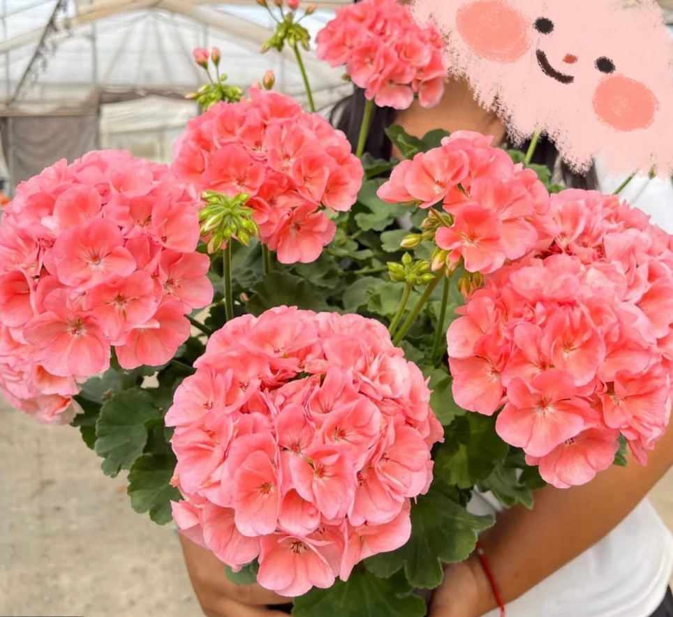 【菲舍857-好养勤花】直立天竺葵 粉橙色大花球（带花苞 包对版）