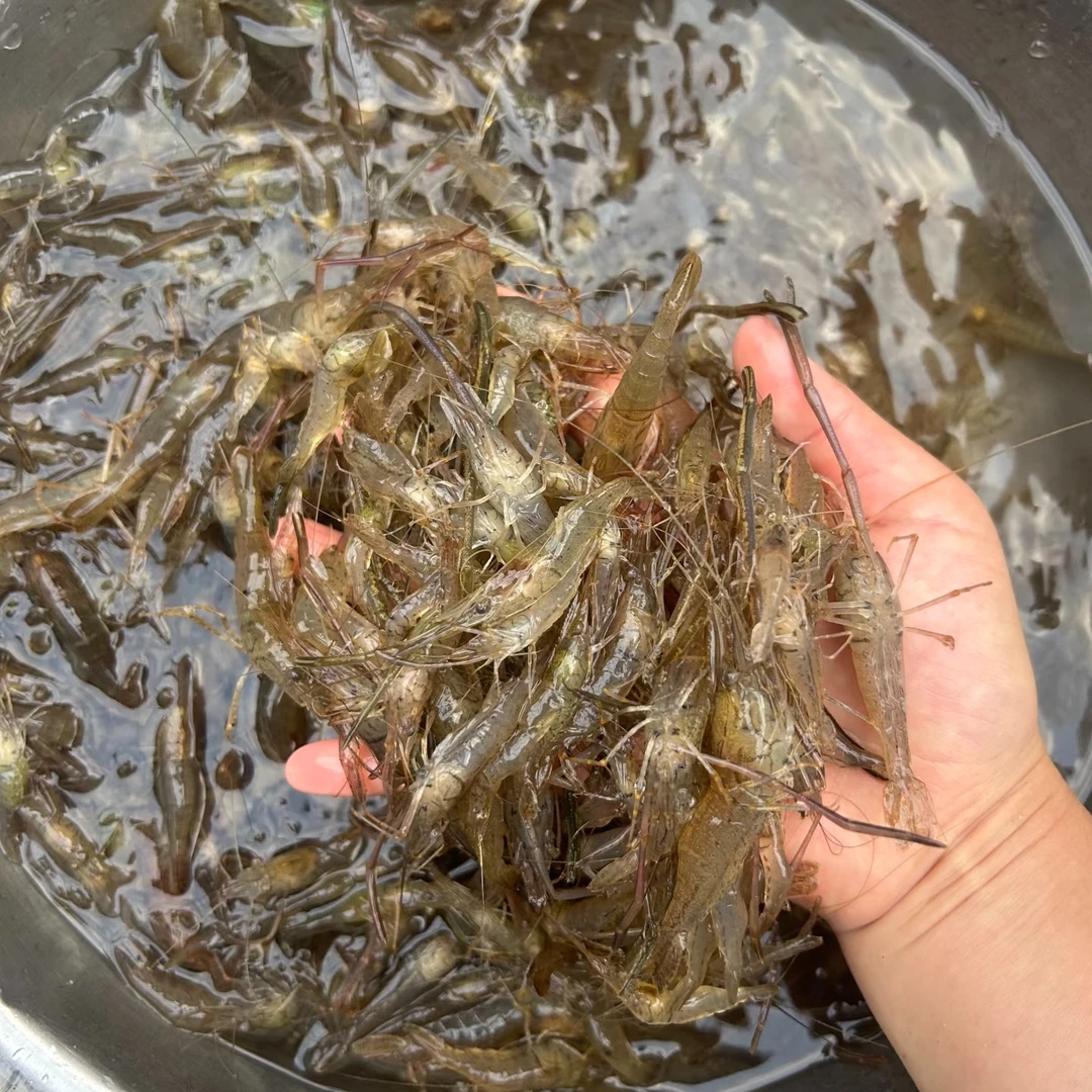 徐州食尚集 赶集代购 本地新鲜小河虾 长臂虾 （冷冻冰鲜顺丰发货）