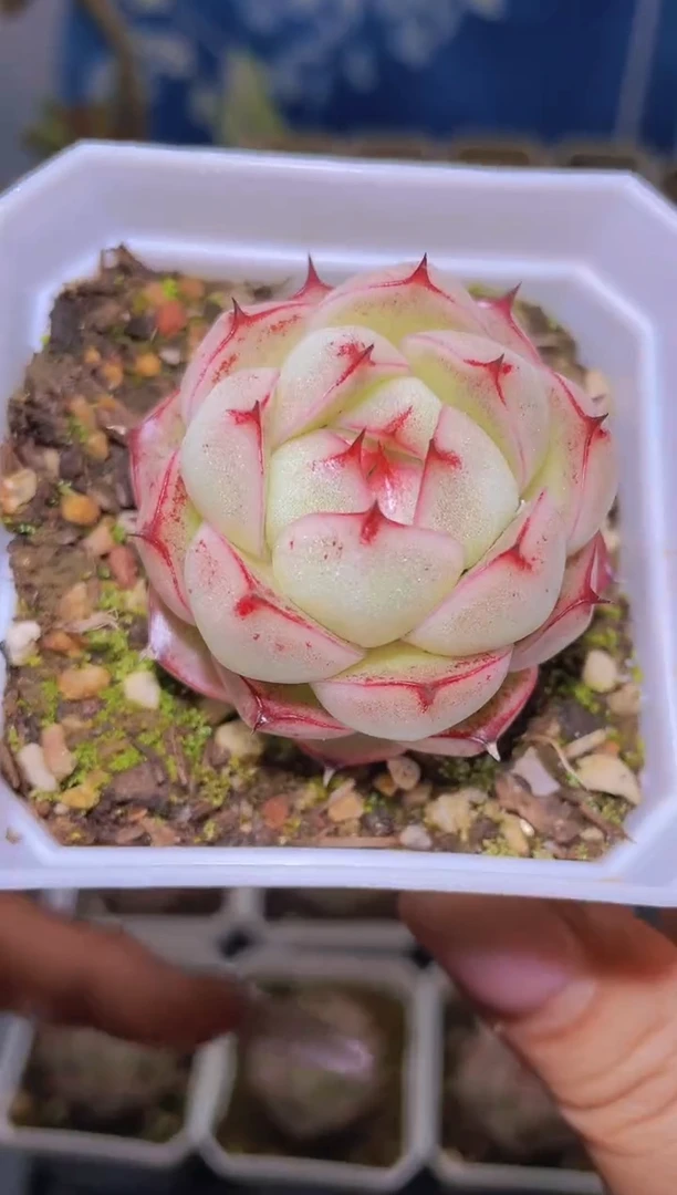 【闪购商品】301秘密花园量拍一颗