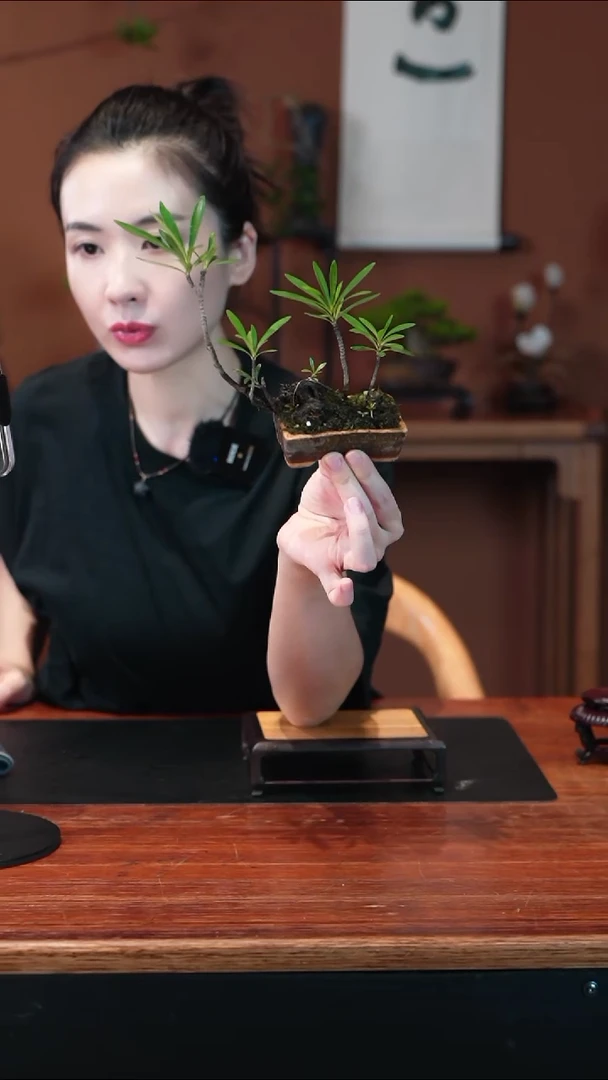 无花朵栀子花盆景盆景