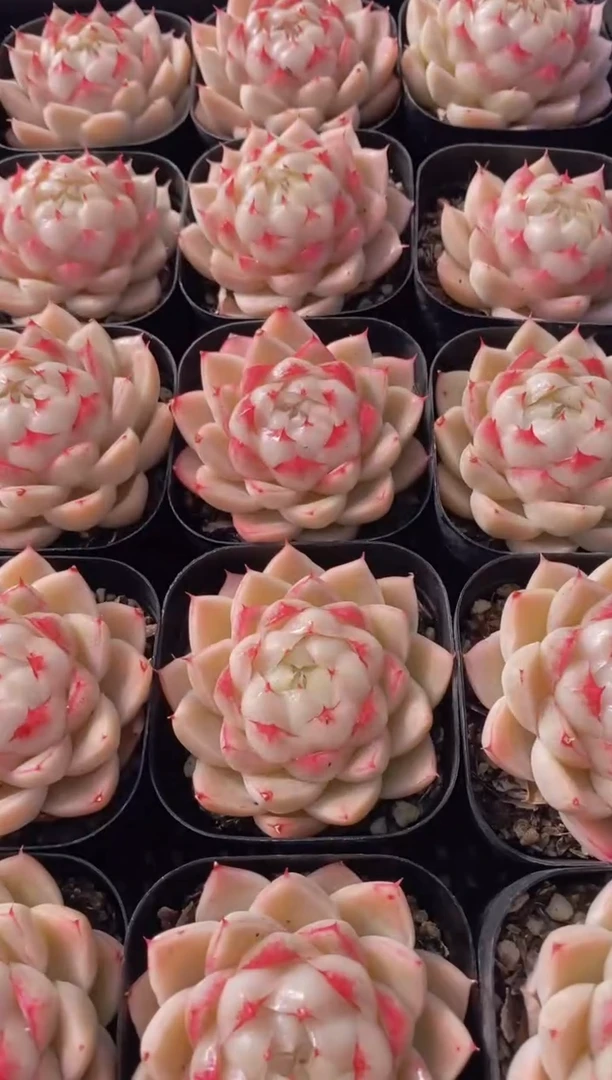 【闪购商品】D907-香雾带盆土（量拍）