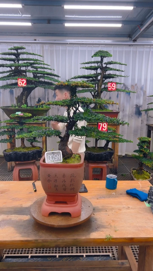 无花朵精品盆景直播间一物一拍