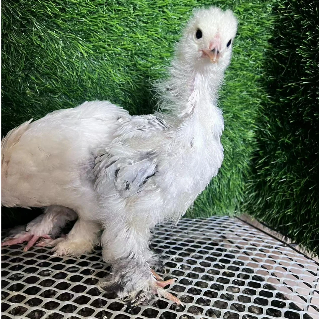 婆罗门整鸡一斤左右专用改价链接