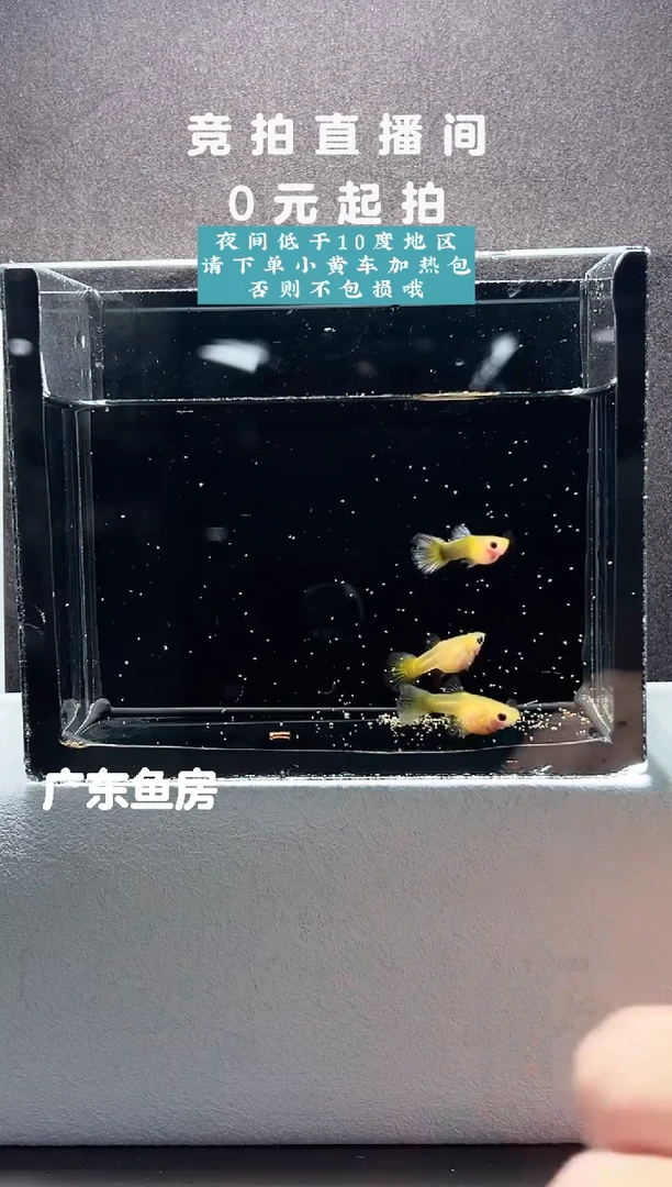 孔雀鱼玻璃猫串串三只编号54