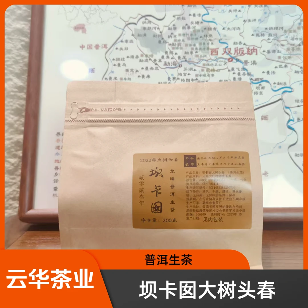 2023年 班章五寨坝卡囡大树头春 普洱生茶