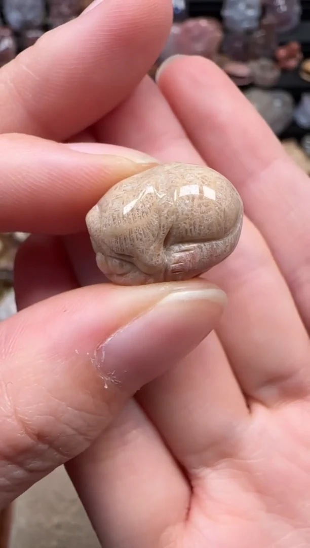 颈饰未镶嵌硅化珊瑚（珊瑚玉）027