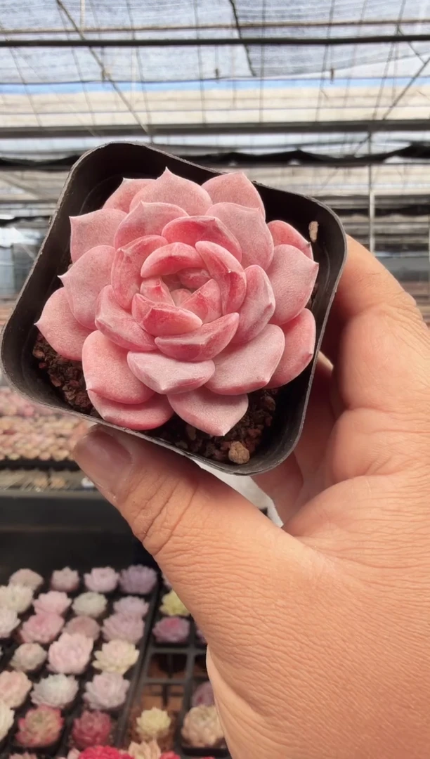 东云多肉园新款-273