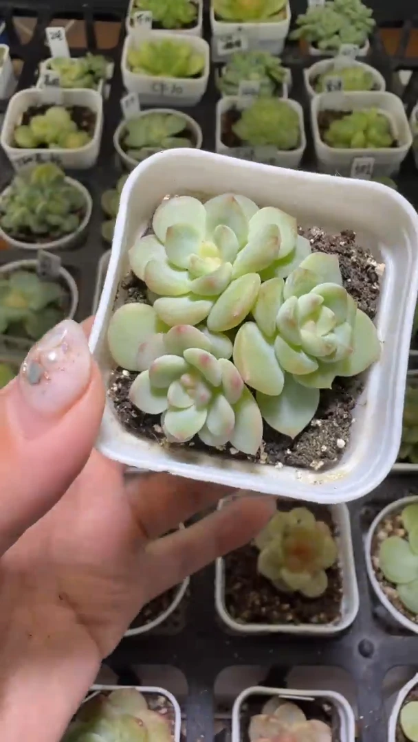1354  T秃多肉植物