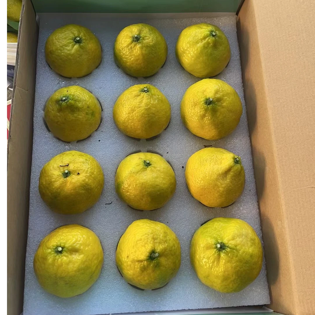 正宗象山绿美人柑橘净重4斤12个装