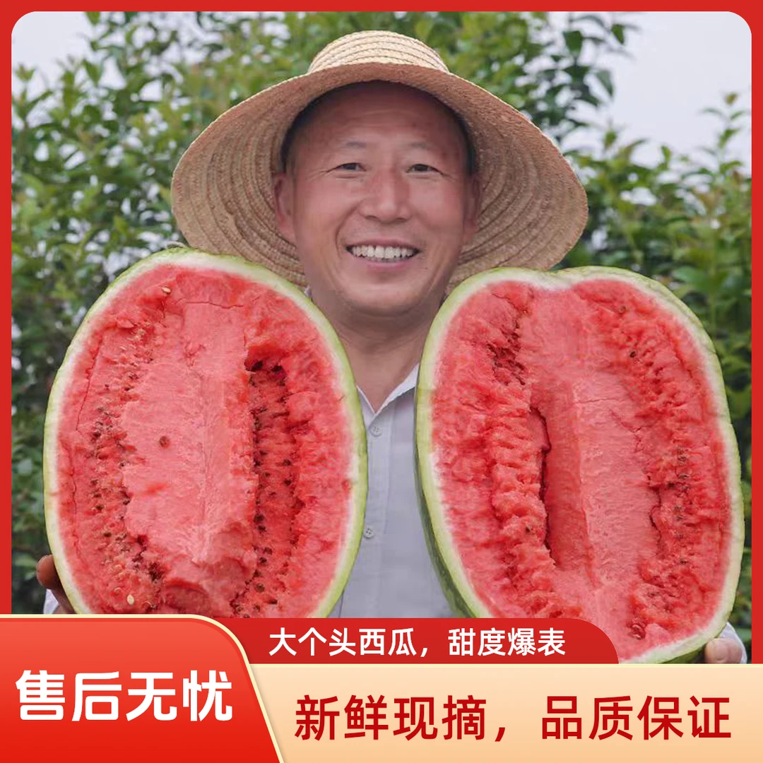 现摘包邮正宗宁夏中卫硒砂瓜爆甜新鲜石缝西瓜当季大西瓜沙瓤瓜甜