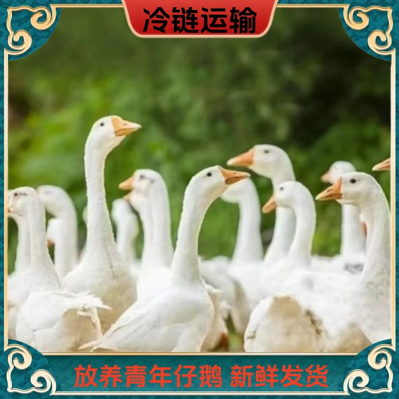 【1】农家散养大白鹅 仔鹅 2只毛重15-16斤 净重10斤 带心肝发货
