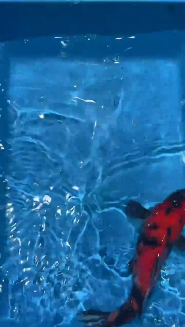 锦鲤点关注右下角竞拍链接出价