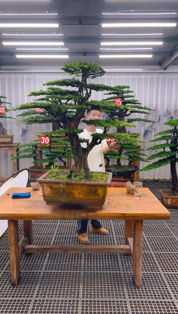 无花朵金****店精品盆景直播间一物一拍