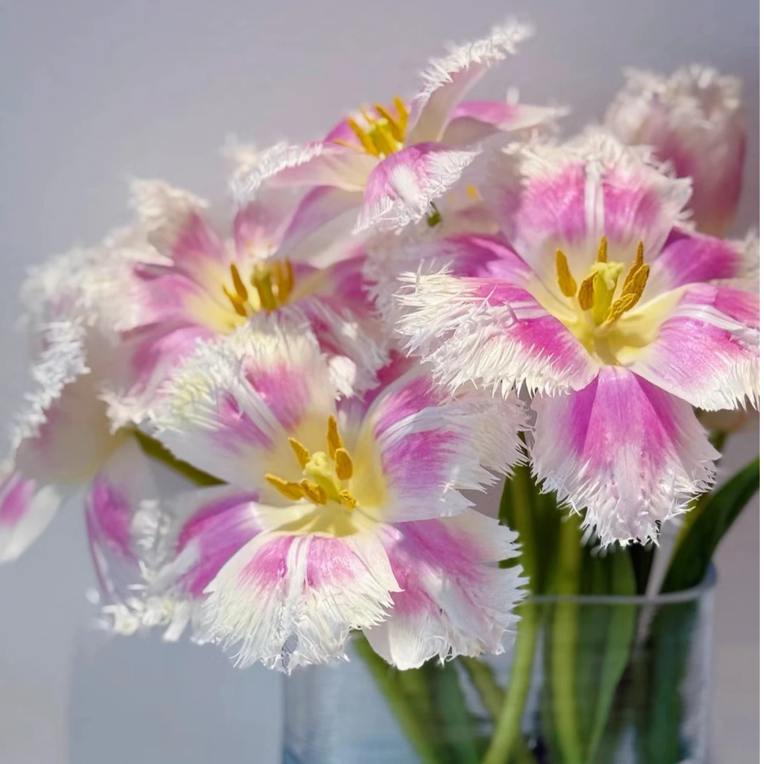 【独鬏鬏优选】高品质  [丽贝卡] 郁金香 鲜活现摘 顺丰冷链包邮