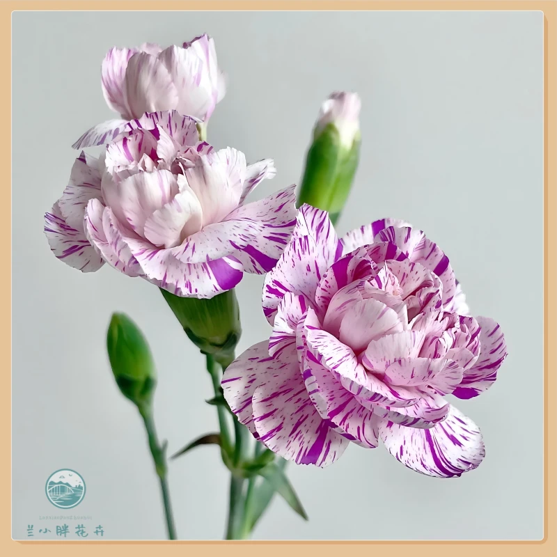 【兰小胖】精选-棒棒糖 多头康乃馨20枝装 超长花期 顺丰发货