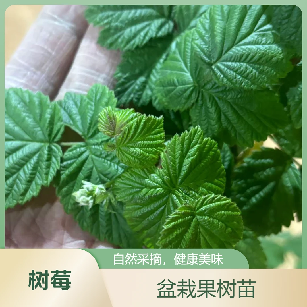 果苗哥树莓红果树苗容器盆栽苗易管理