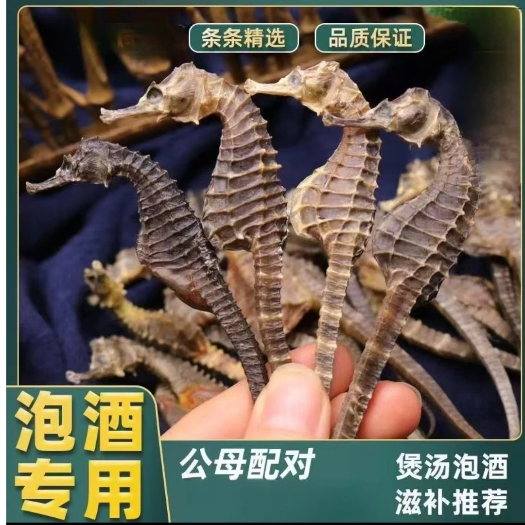 【正品】海干货马馬泡酒煲汤料茶  姜