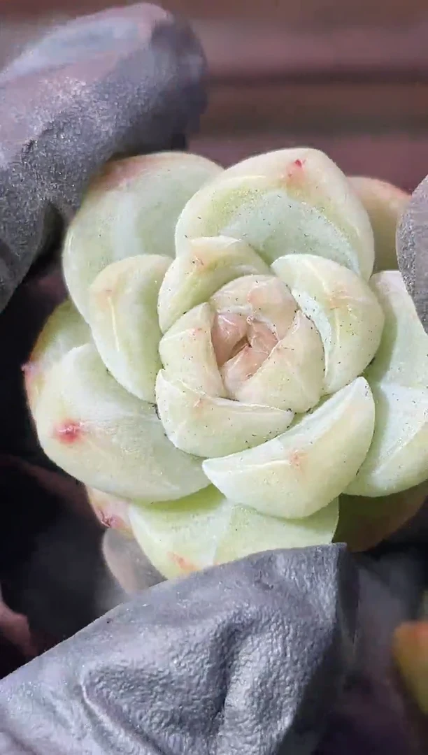 34-40 小冬瓜2-3厘米量拍发一颗