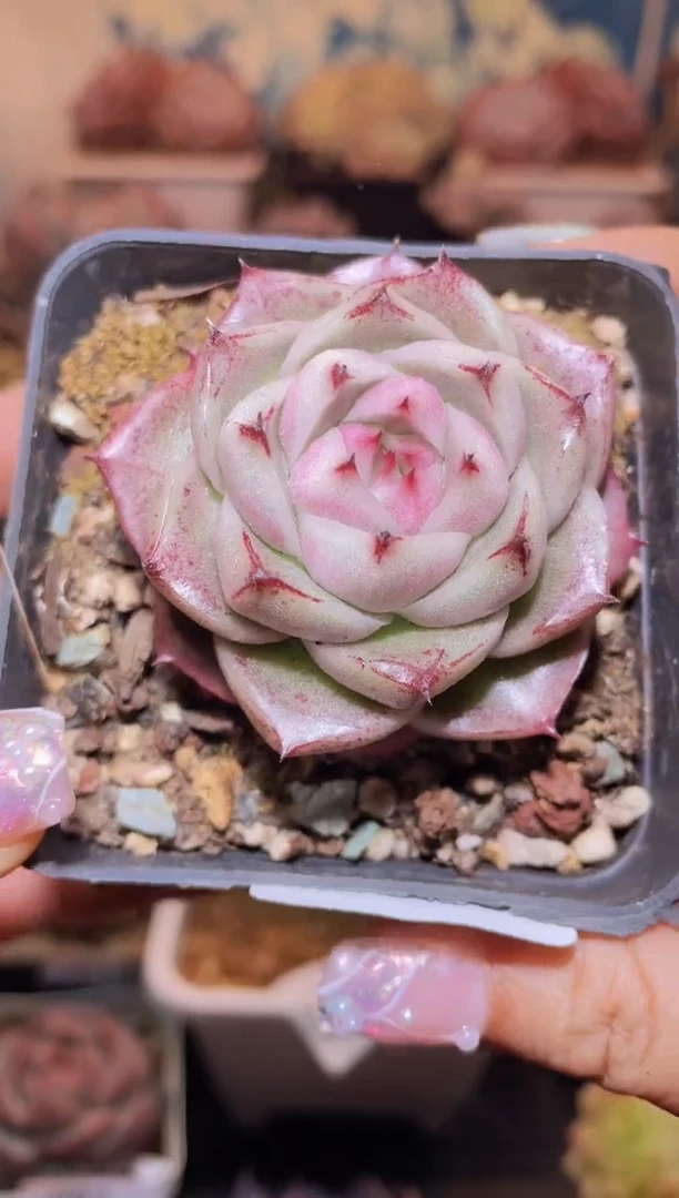 【闪购商品】092酒渍多肉