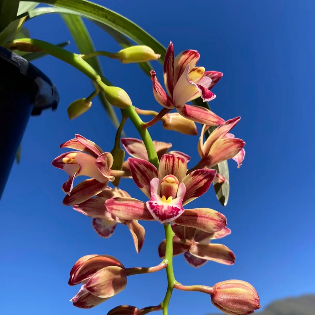 虎头兰盆栽花卉绿植室内外