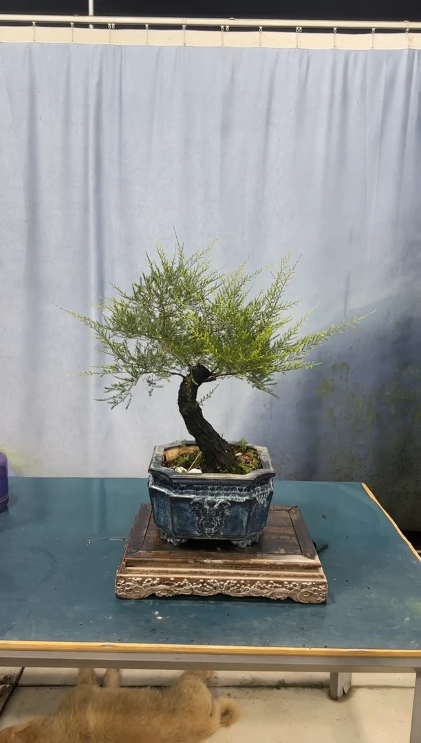 无花朵岗松岗松岗松岗松岗松