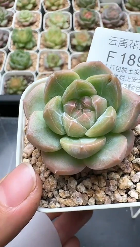 189F云禹多肉植物 默认脱土纸巾打包 3颗包邮