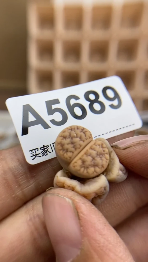 【闪购商品】5689直播一物一拍