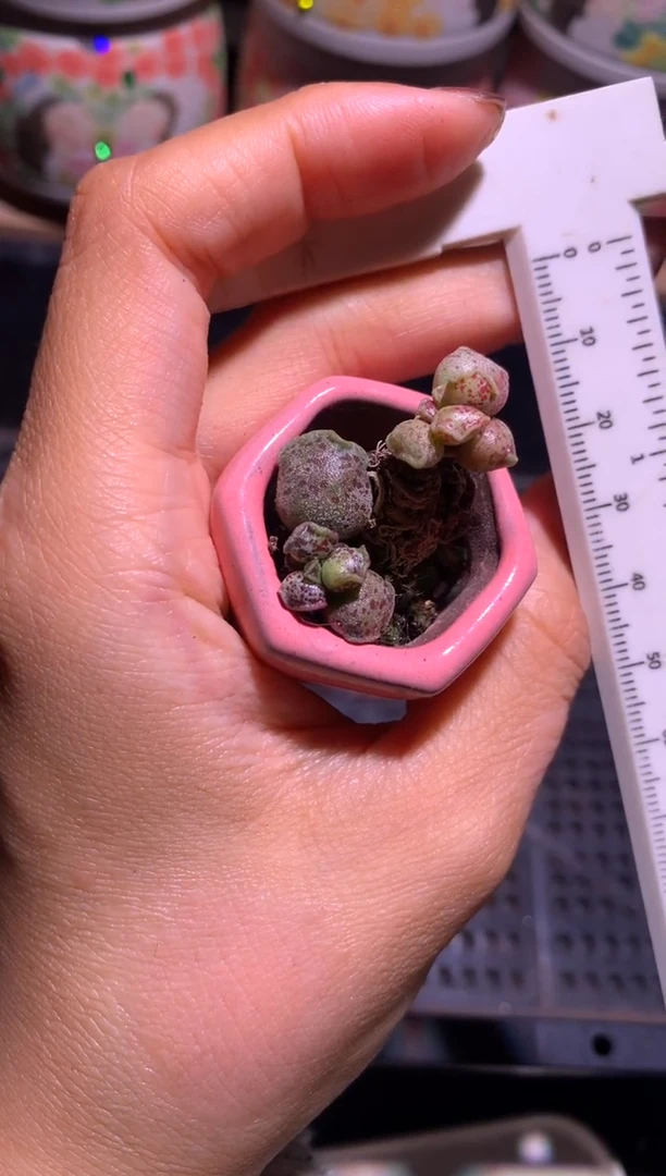 凯蒂猫海豹多肉锦