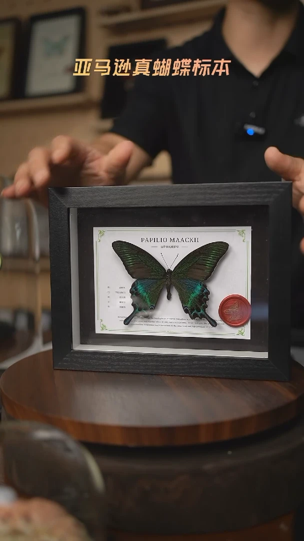 绿带翠凤蝶夏型8寸黑框国风版