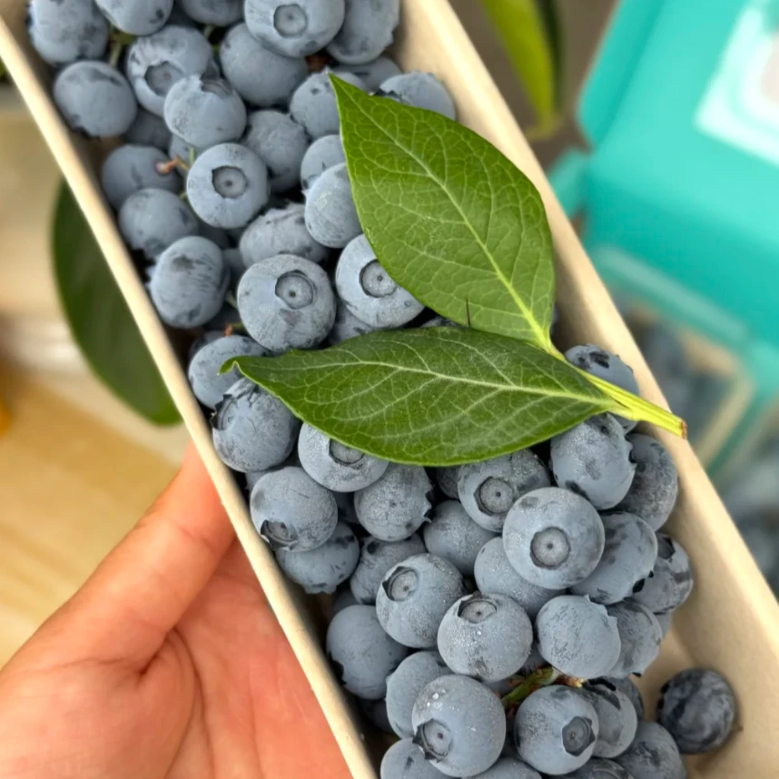 辽宁鲜枝蓝莓 125g 18mm 一盒 吉林省