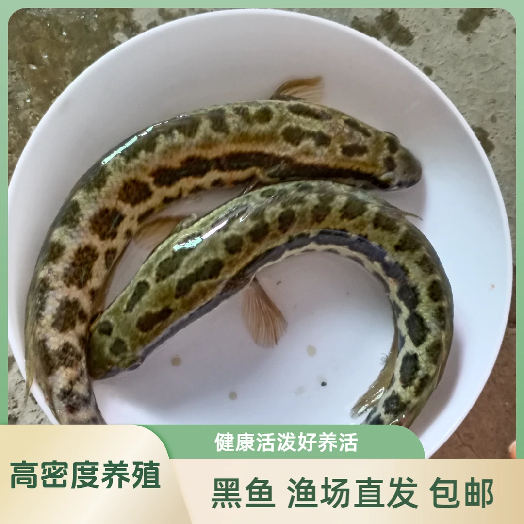 【活体】黑鱼财鱼乌鱼（6-20厘米）鱼缸观赏鱼淡水鱼冷水鱼