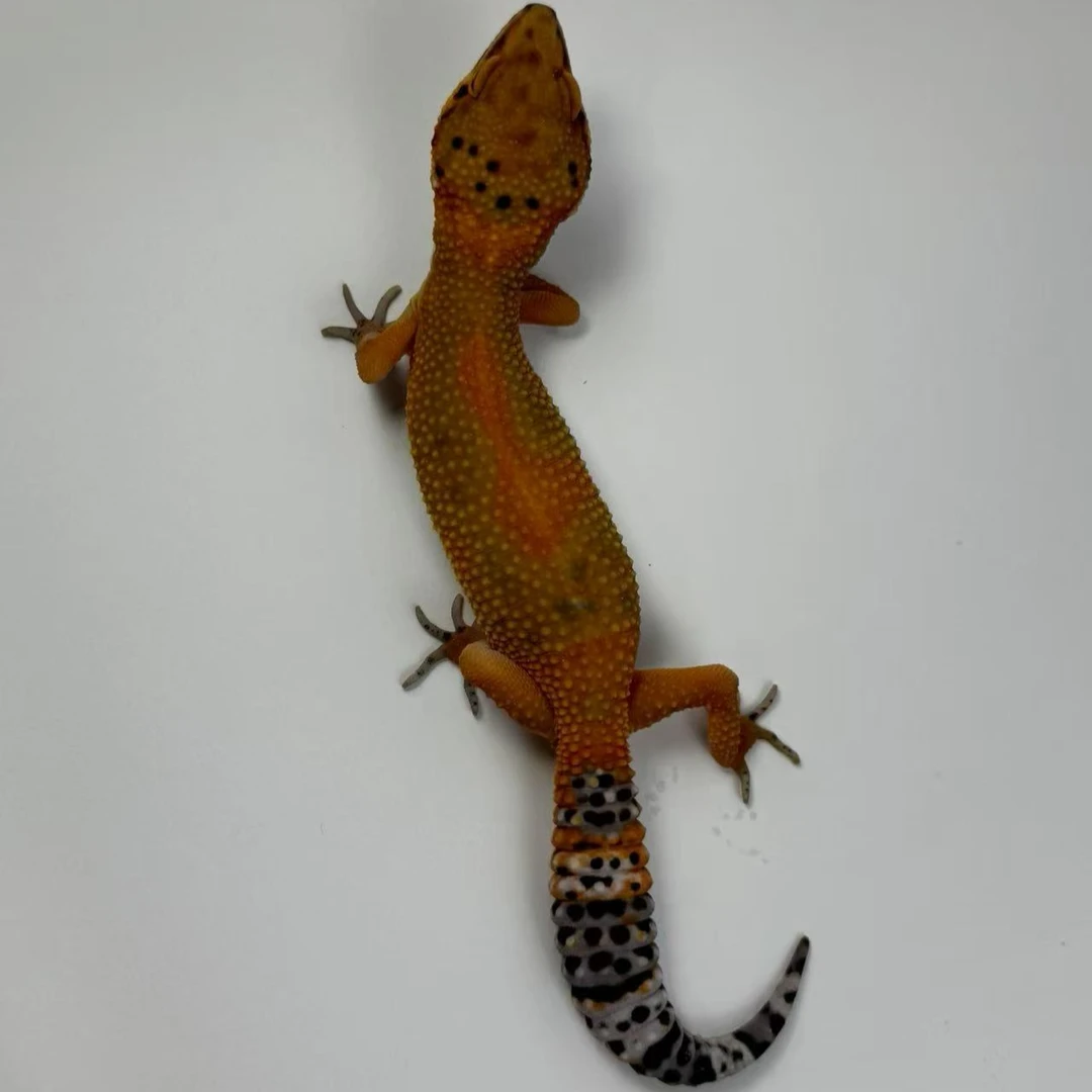 新手入门爬宠易养豹纹守宫