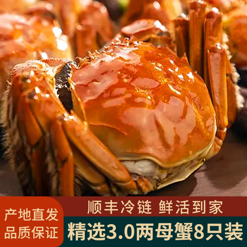 鲜之都鲜活螃蟹母蟹3两8只装新鲜水产