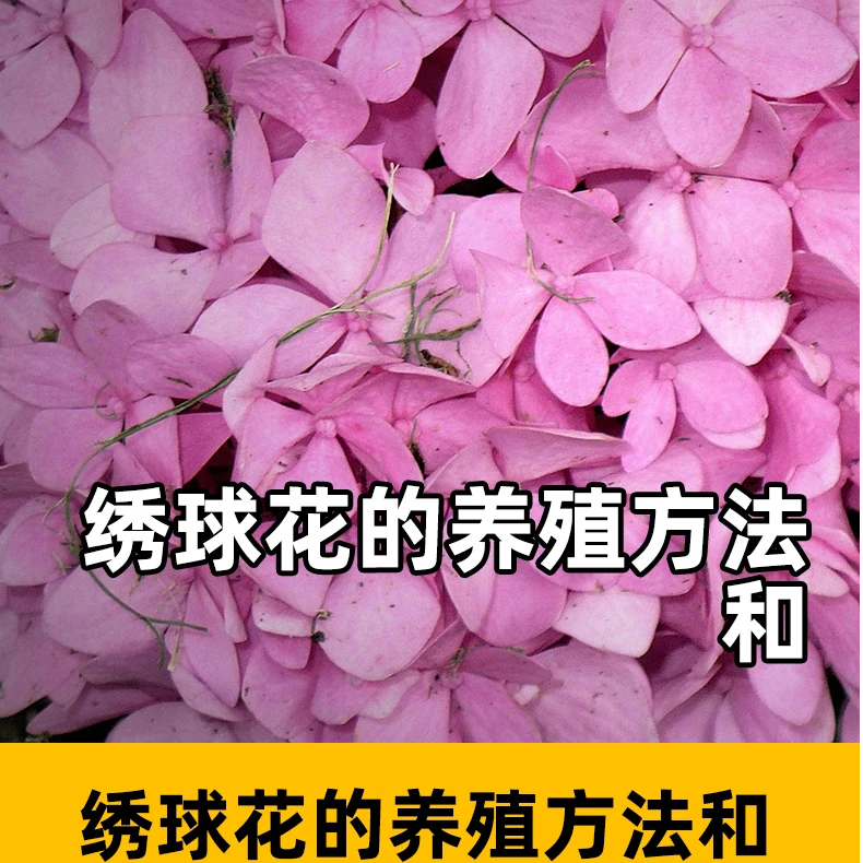 绣球花的养殖方法和绣球花的养殖方法绣球花营养液盆栽促芽开花