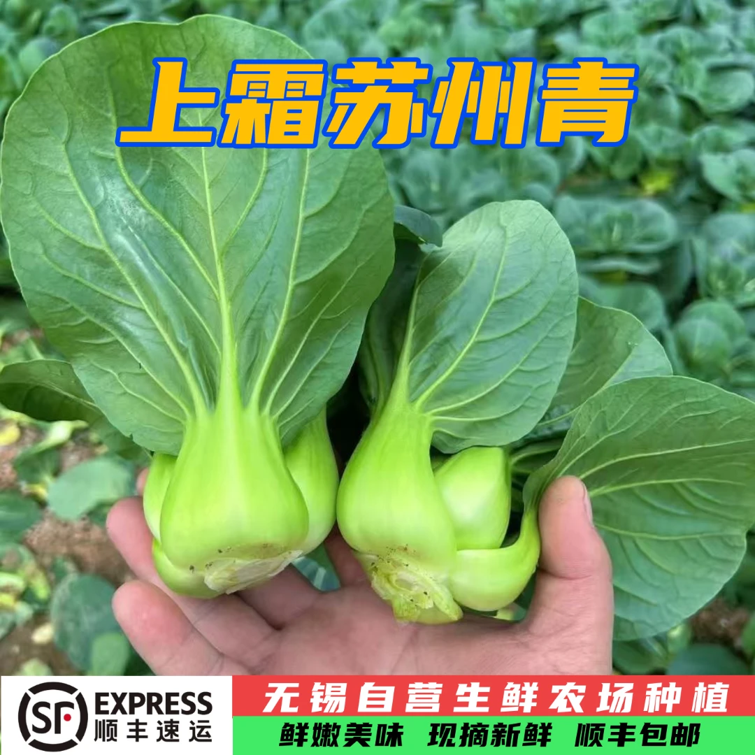 露天苏州青大青菜顺丰包邮苏州青