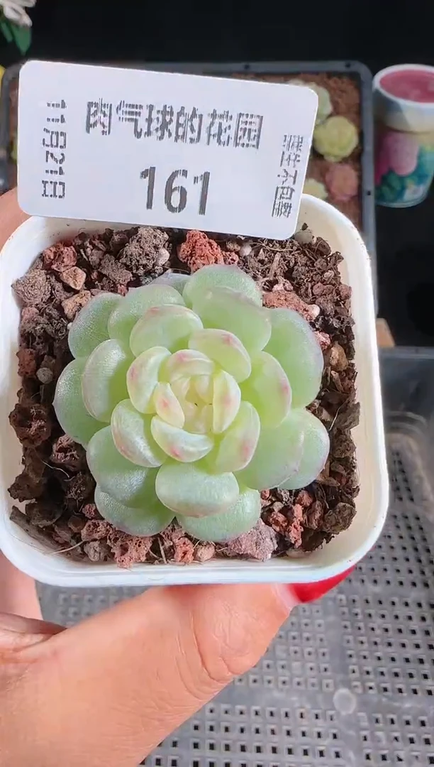 1121-161清浅群生不包整
