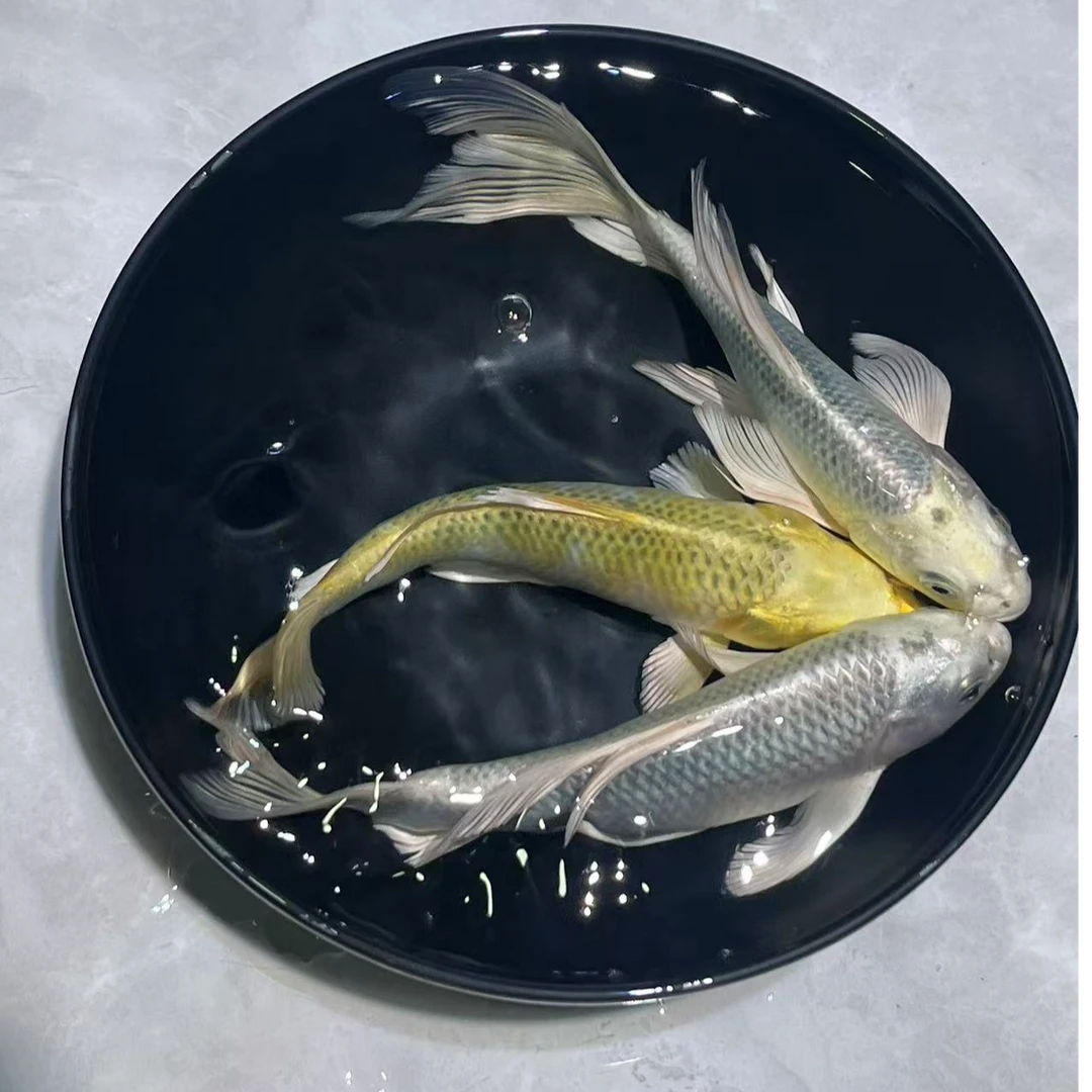蓝牌1-100号德系玛雅蝴蝶鲤锦鲤金鱼宠物观赏鱼