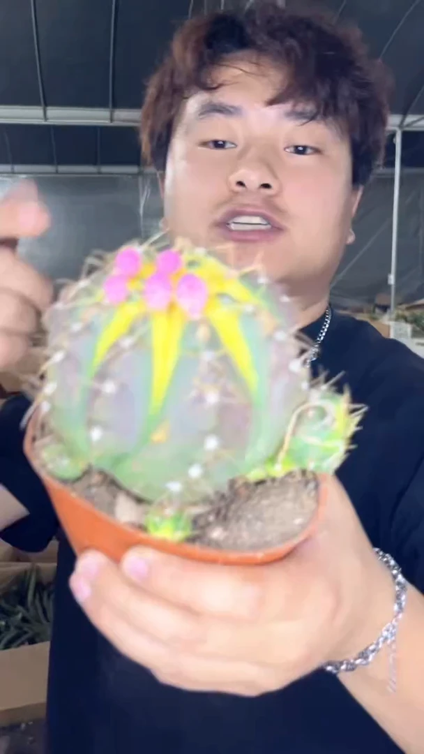 天王锦【带花苞】8-10cm