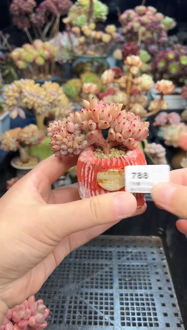 【闪购商品】788不带盆