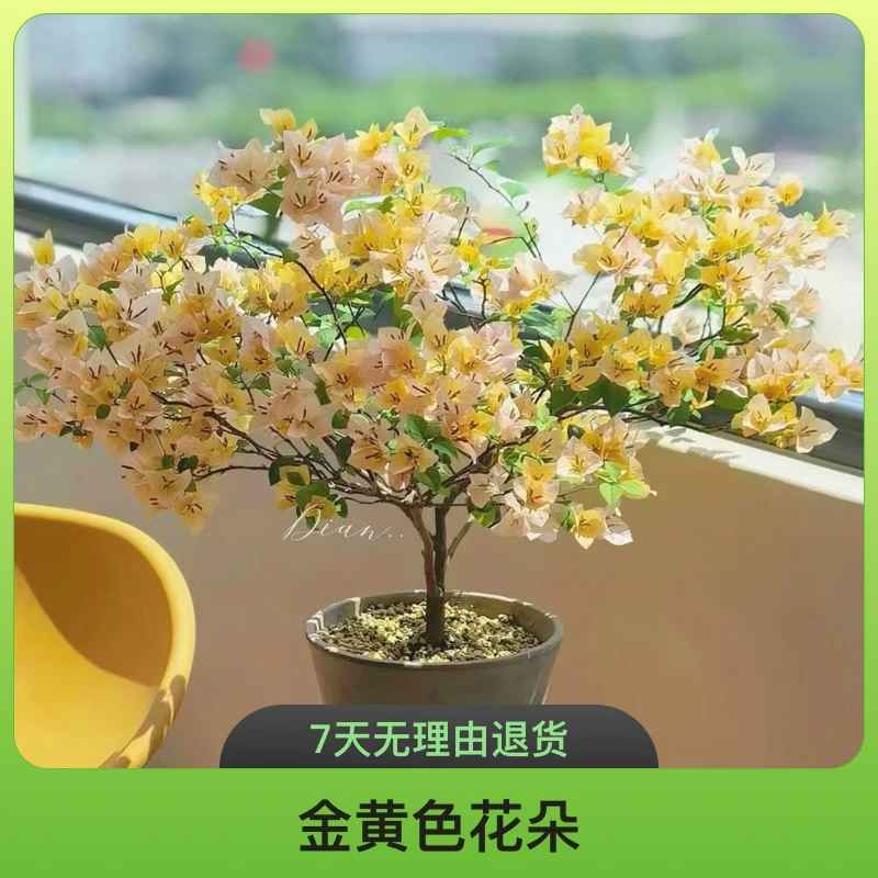 【9苏瓦娜】三角梅四季勤花庭院阳台爬藤盆栽盆景好养